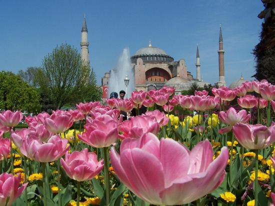 Tulips Outside of Hagia Sofia Istanbul